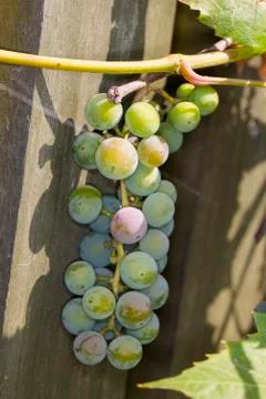 Bunch of grapes Stock Photos
