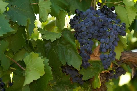 Bunch of grapes Stock Photos