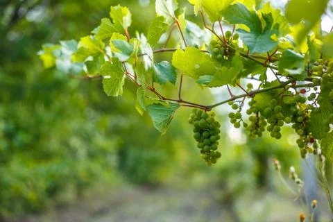 Bunch of grapes Foto stock