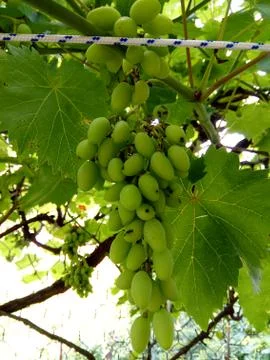 Bunch of grapes  Foto stock