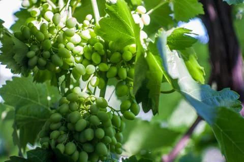 Bunch of grapes Stock Photos