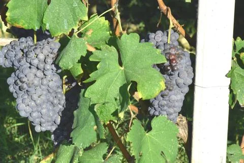 Bunch of grapes 스톡 사진
