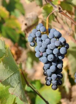 Bunch of grapes Stock Photos