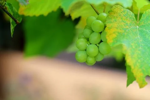 A bunch of grapes Stock Photos