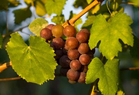 Bunch of grapes Stock Photos