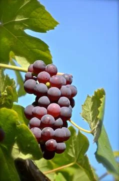 Bunch of grapes Stock Photos