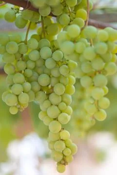 Bunch of grapes Stock Photos