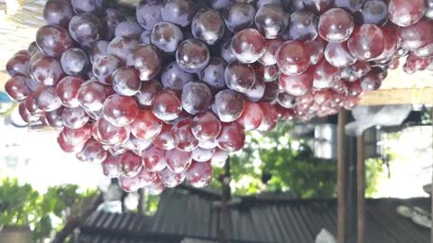 A bunch of grapes Stock Photos