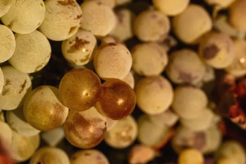 Bunch of  grapes Stock Photos