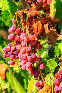 Bunch of grapes Stock Photos