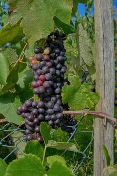 Bunch of grapes Foto stock