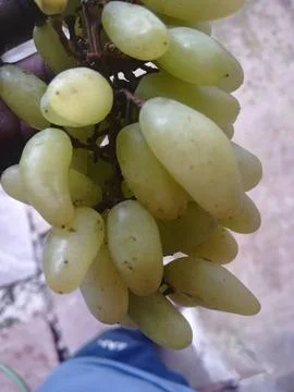 The bunch of grapes Stock Photos