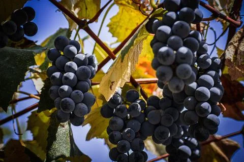 Bunch of grapes Stock Photos