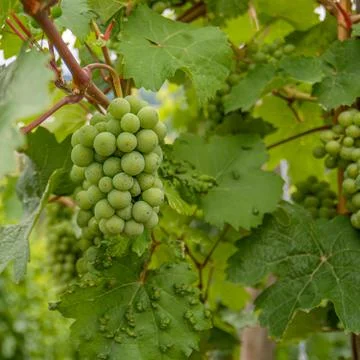 Bunch of grapes Stock Photos