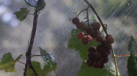 A Bunch of Grapes in The Rain Stock Footage 59933013