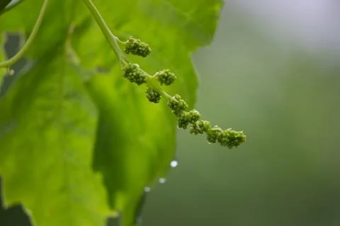 Bunch of grapes in spring growth Stock Photos