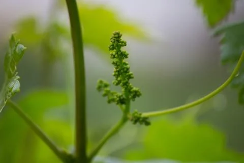 Bunch of grapes in spring growth Stock Photos