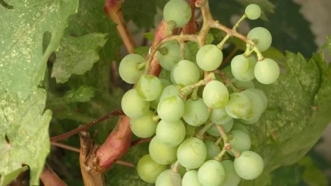 A bunch of grapes starting to ripen, a bunch of grapes on a vine, Stock Footage 159098997
