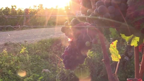 Bunch of grapes in the sun Stock Footage 83871808