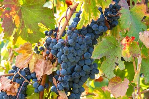 Bunch of grapes in the sun Stock Photos