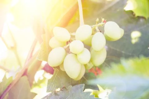 Bunch of grapes in the sun Stock Photos