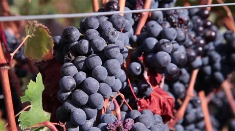 Bunch of grapes with sunlight Stock Footage 55916045