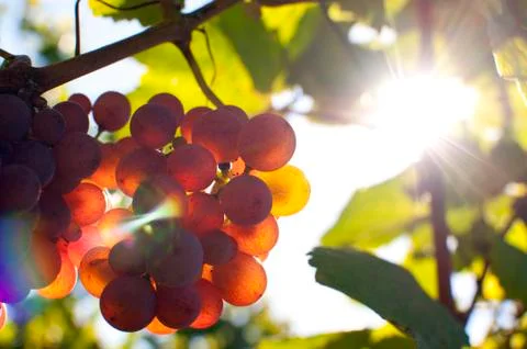 Bunch of grapes by sunshine Stock Photos