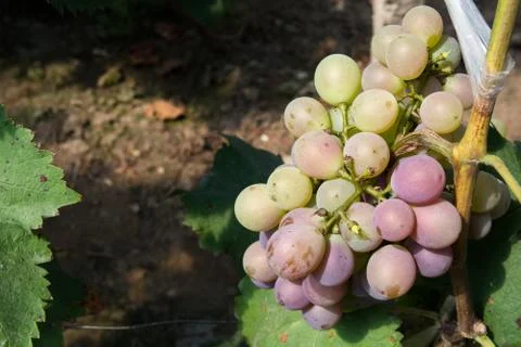 Bunch of grapes surrounded by leaf. Stock Photos