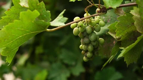 Bunch of grapes swinging on the vine. Slow motion Stock Footage 80051042