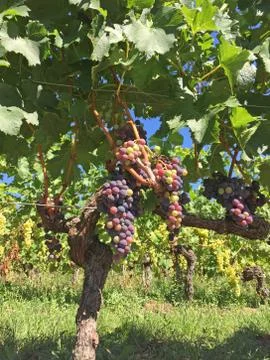 A bunch of grapes at th e vine on a sunny summer day Stock Photos