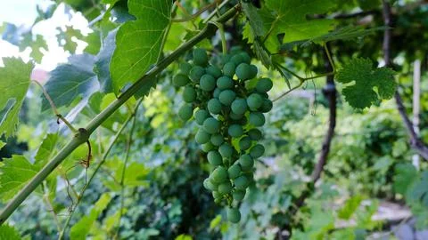Bunch of grapes on a tree branch. Stock Photos