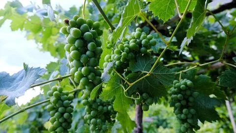 Bunch of grapes on a tree branch. Stock Photos