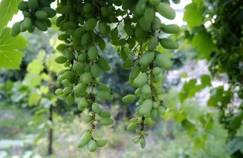 Bunch of grapes on a tree branch. Stock Photos