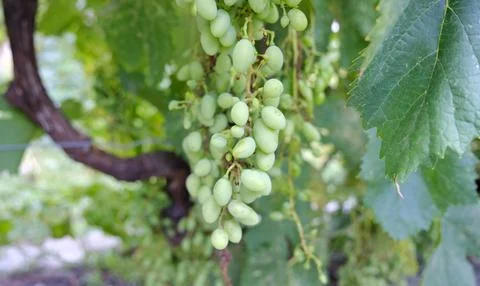 Bunch of grapes on a tree branch. Stock Photos