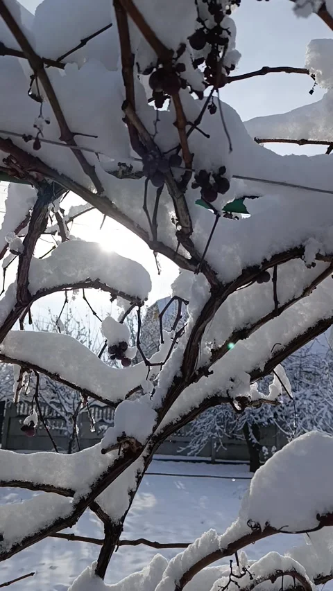 A bunch of grapes on a tree covered in snow Stock Footage 293510195