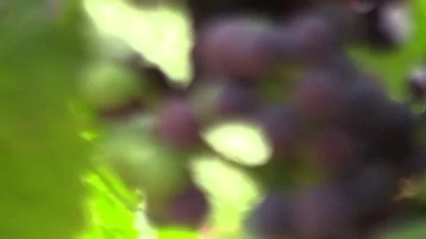 Bunch of grapes under the leaves Stock Footage 83445648