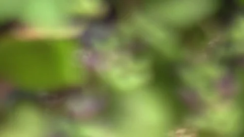Bunch of grapes under the leaves Stock Footage 83445701
