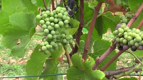 Bunch of grapes under the leaves Stock Footage 83445989