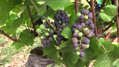 Bunch of grapes under the leaves Stock Footage 83446121