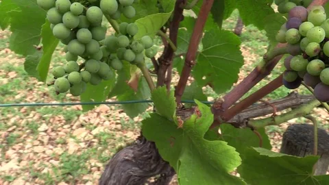 Bunch of grapes under the leaves Stock Footage 83446227