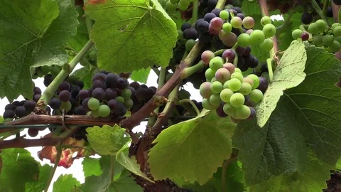 Bunch of grapes under the leaves Stock Footage 83446256