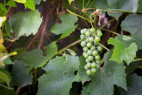A bunch of grapes under ripening process Stock Photos