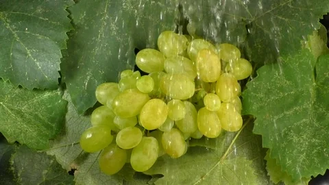 Bunch of grapes under streams of water Stock Footage 93255005