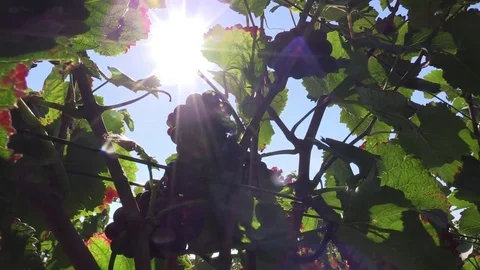 Bunch of grapes under the sun Stock Footage 83871828
