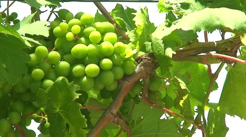 Bunch of grapes on the vine Vídeo Stock 942761