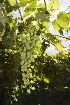 Bunch of grapes in the vine Stock Photos
