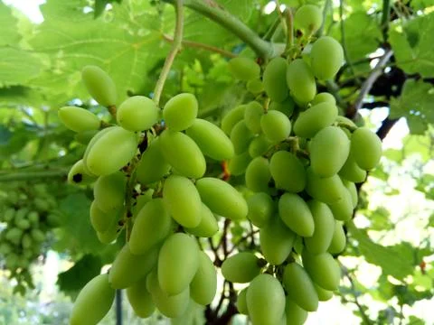 Bunch of grapes on the vine Stock Photos