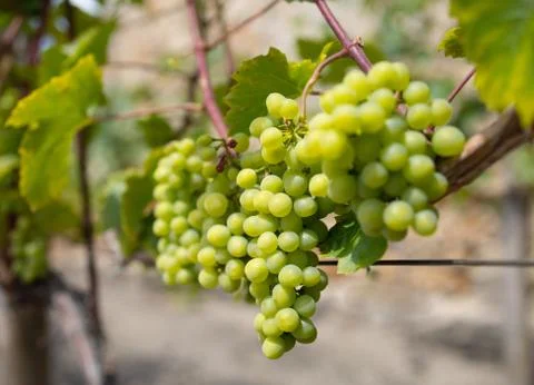 Bunch of grapes on the vine Stock Photos