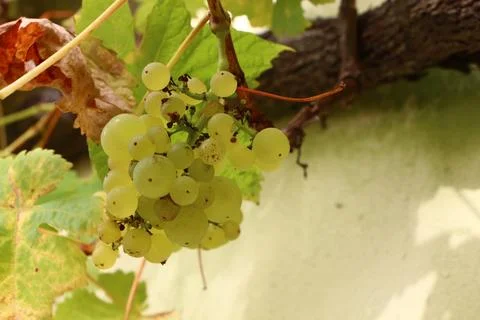 Bunch of grapes on a vine Foto stock