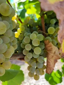 Bunch of grapes on the vine Stock Photos